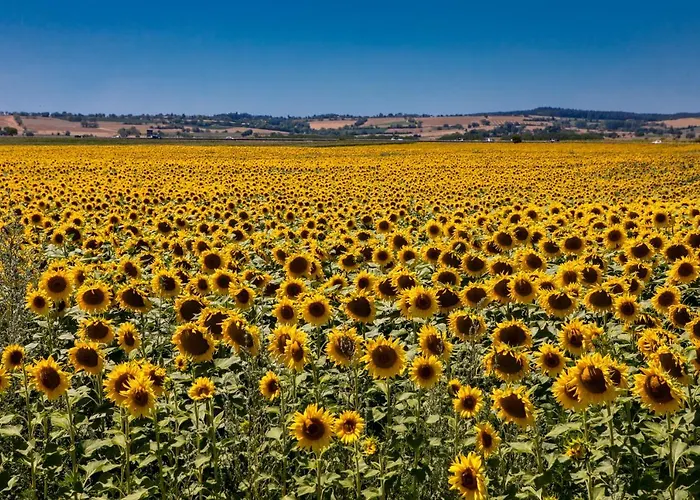 Du Chateau Otel Bellenaves